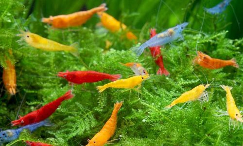 Shop For Aquarium Shrimp Specie For Your Tank