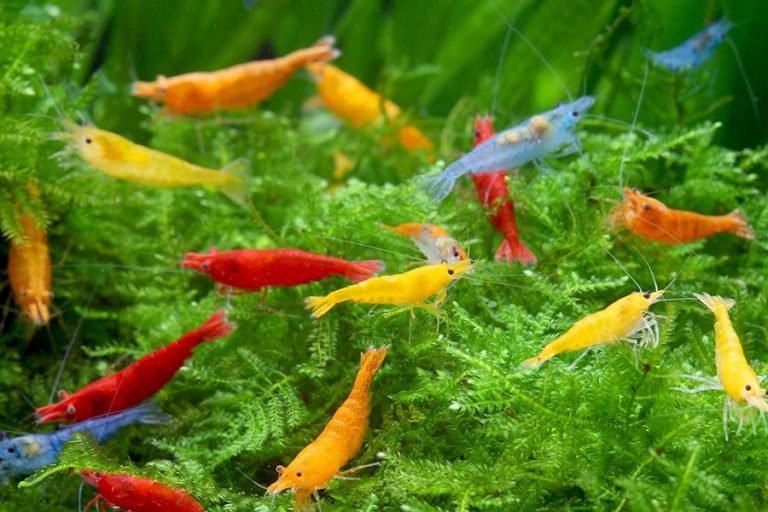 Shop For Aquarium Shrimp Specie For Your Tank